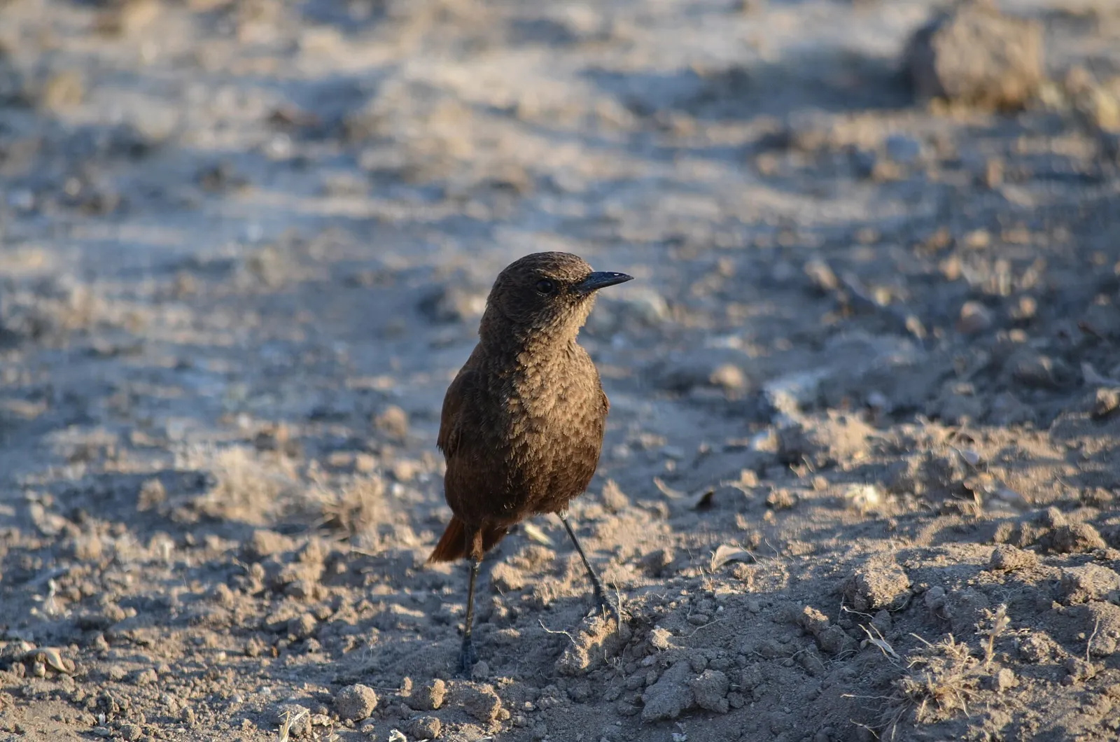 Central Kalahari Game Reserve
