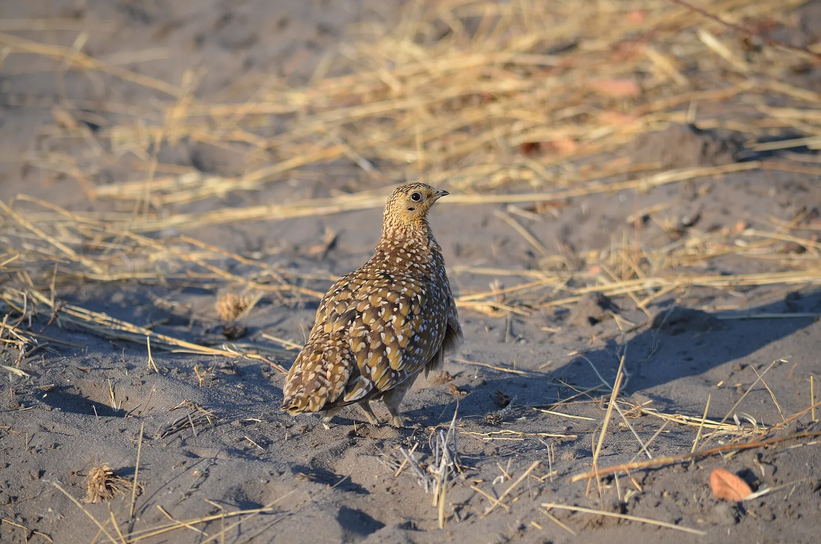 Central Kalahari Game Reserve — photograph 2