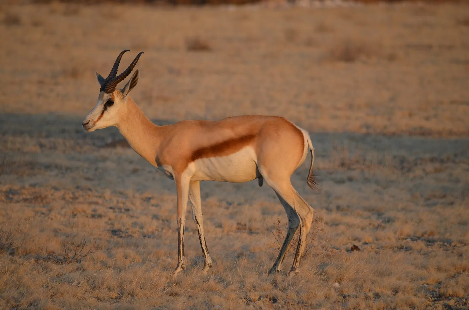 Central Kalahari Game Reserve — photograph 3