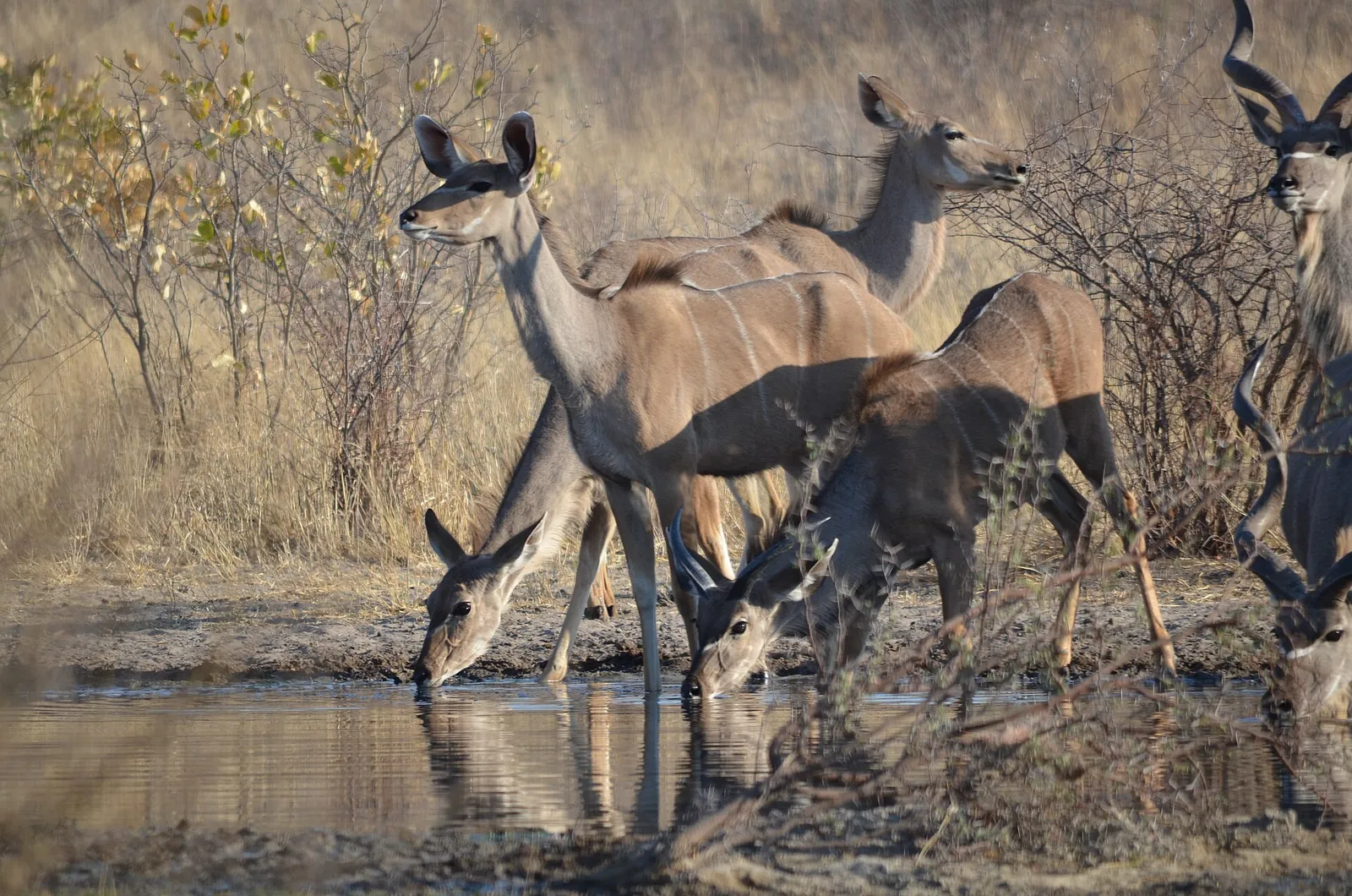 Central Kalahari Game Reserve — photograph 5