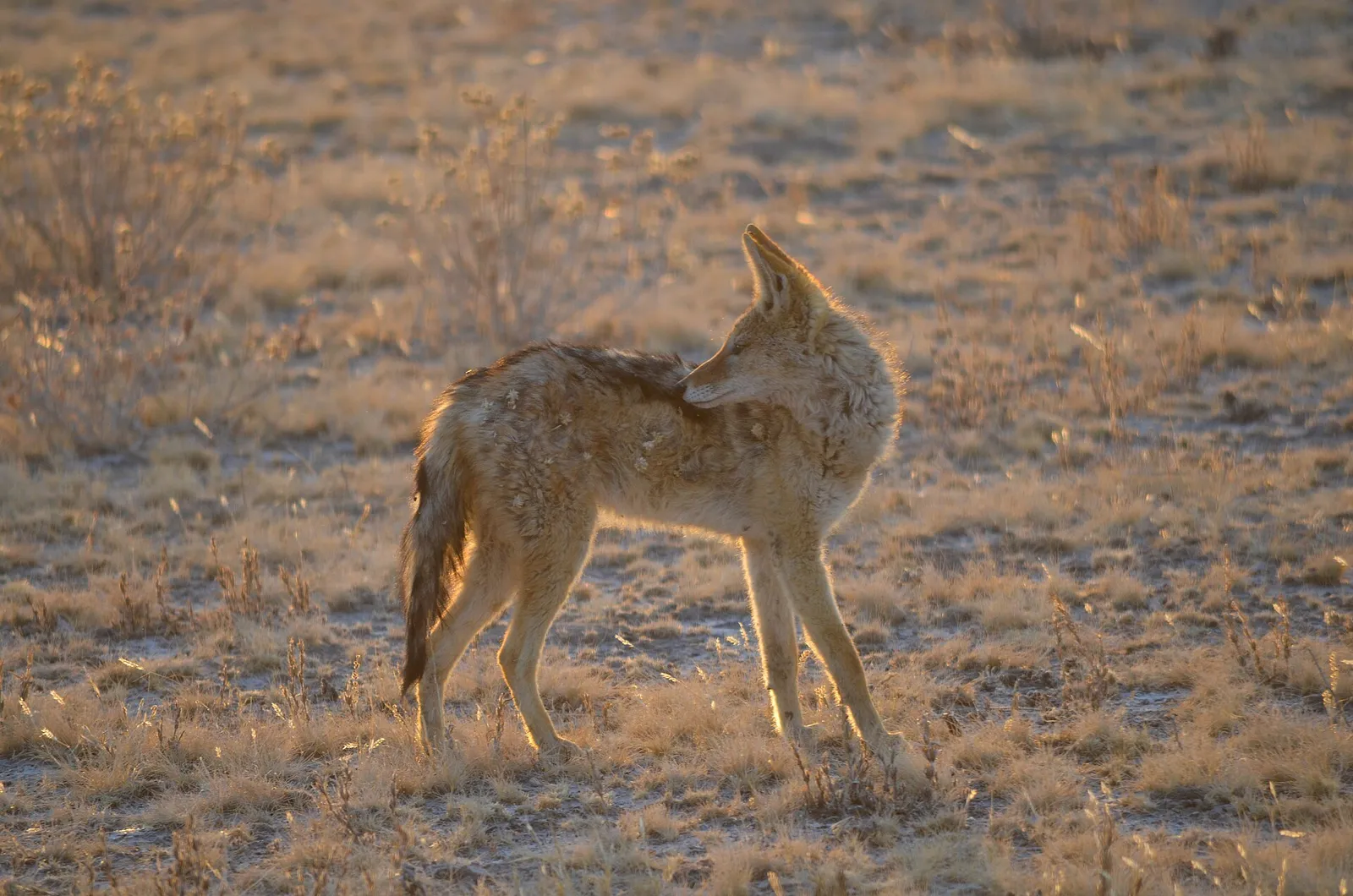 Central Kalahari Game Reserve — photograph 6