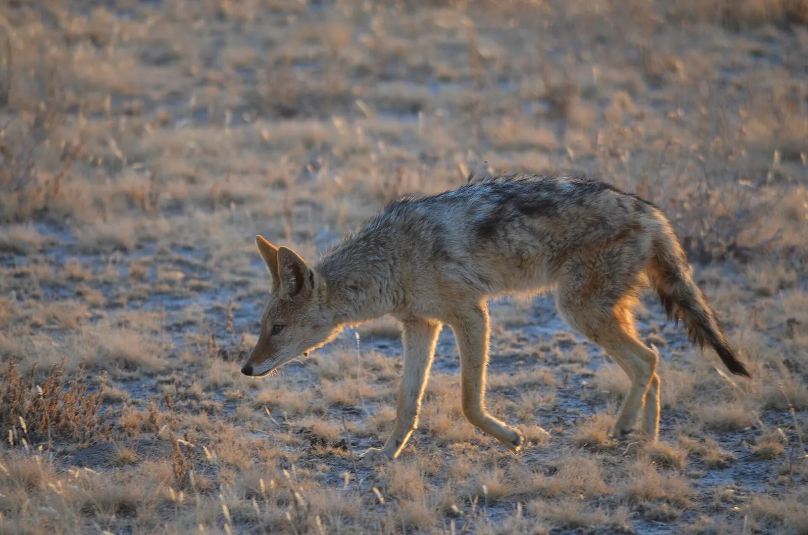 Central Kalahari Game Reserve — photograph 7