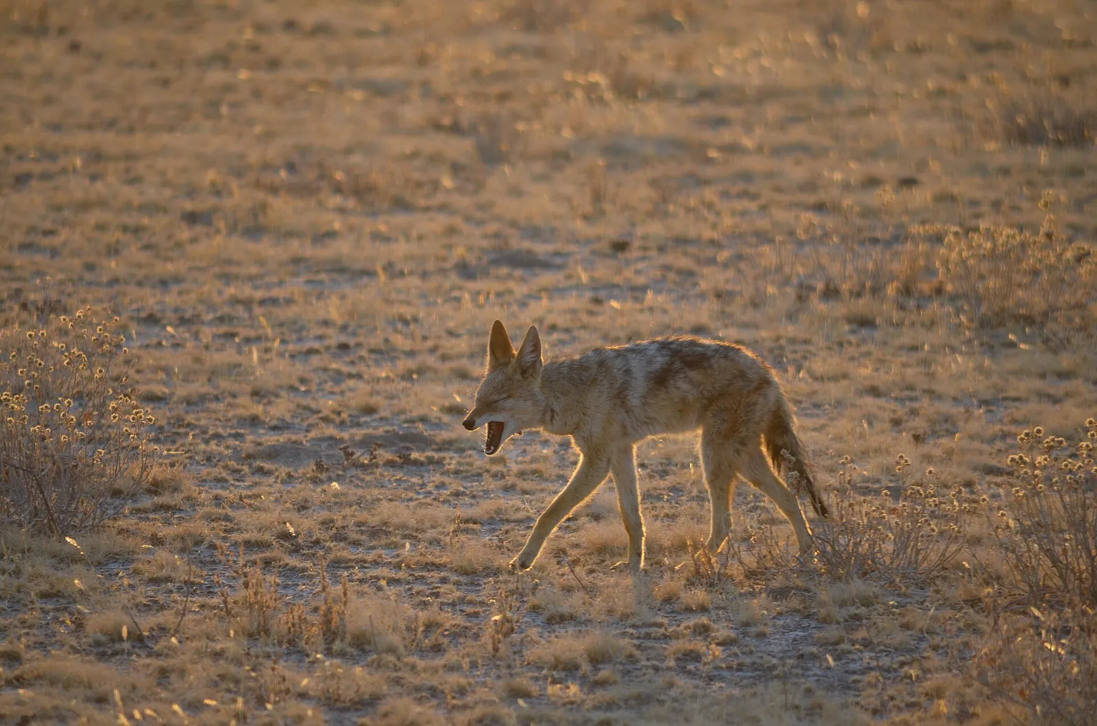 Central Kalahari Game Reserve — photograph 8