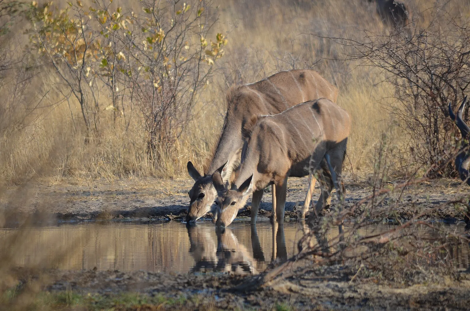 Central Kalahari Game Reserve — photograph 9