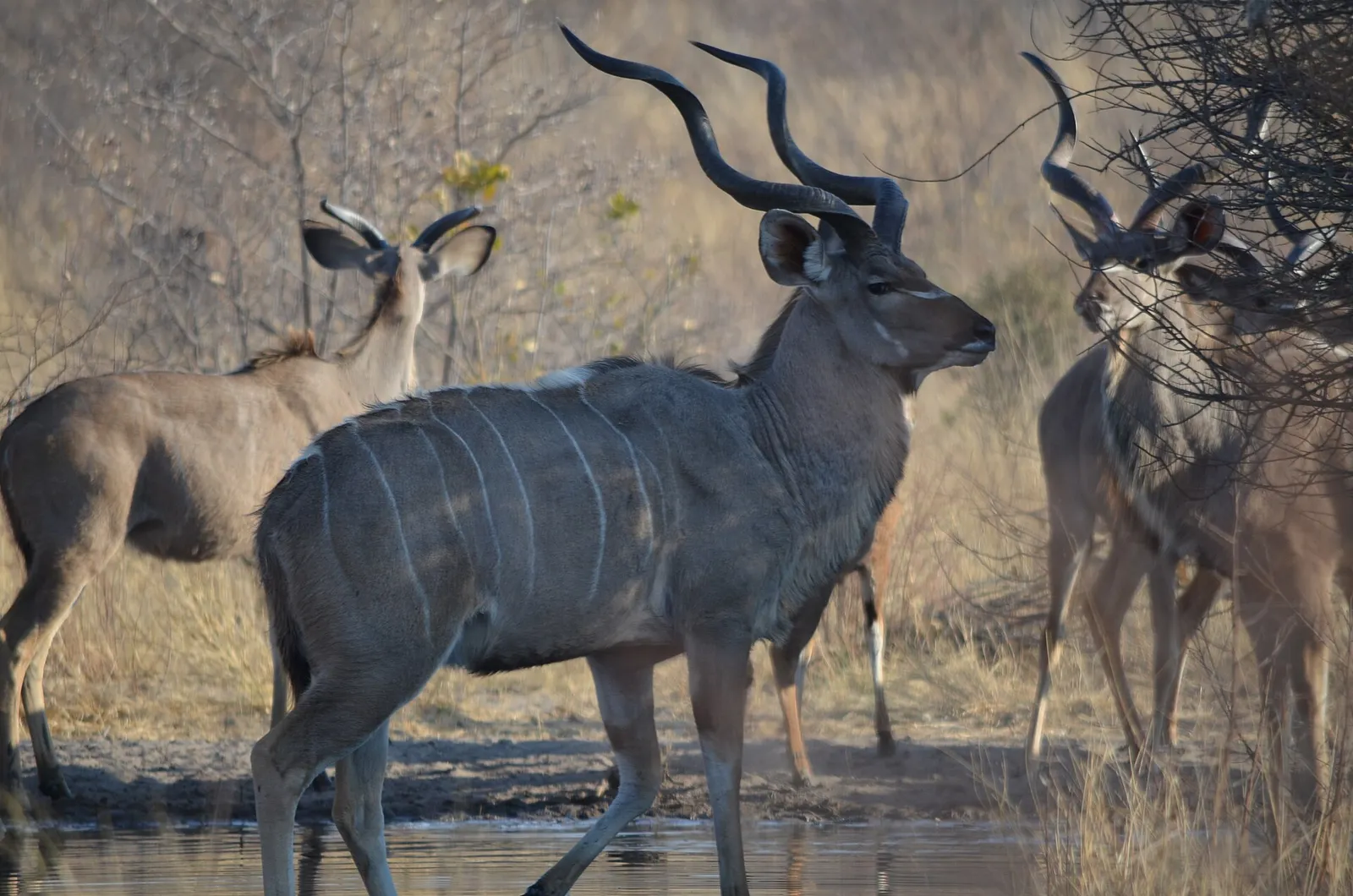 Central Kalahari Game Reserve — photograph 10