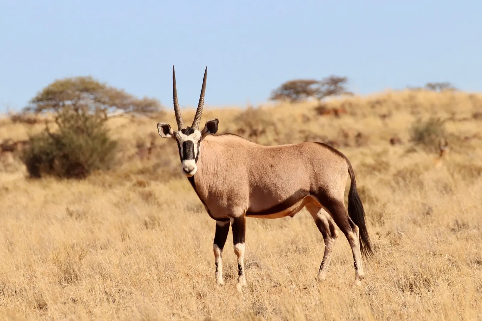Central Kalahari Game Reserve — photograph 11