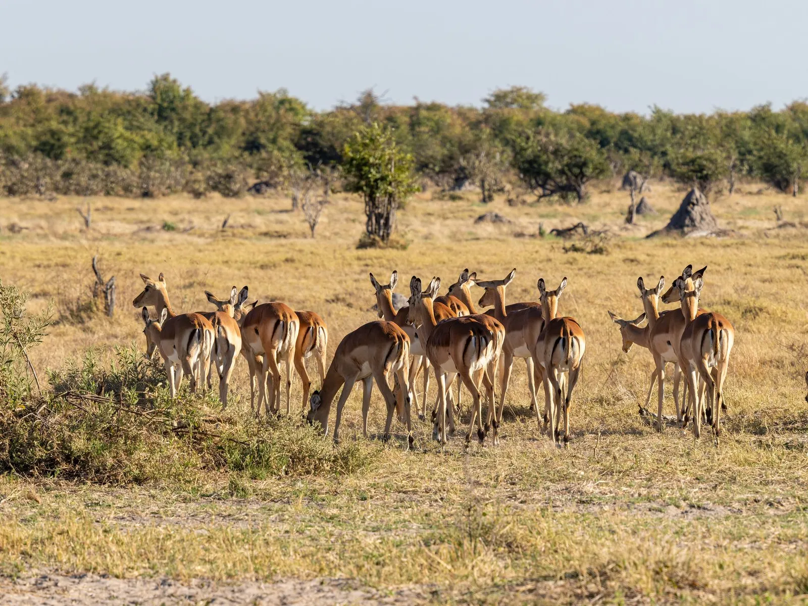 Chobe National Park & Riverfront — photograph 3