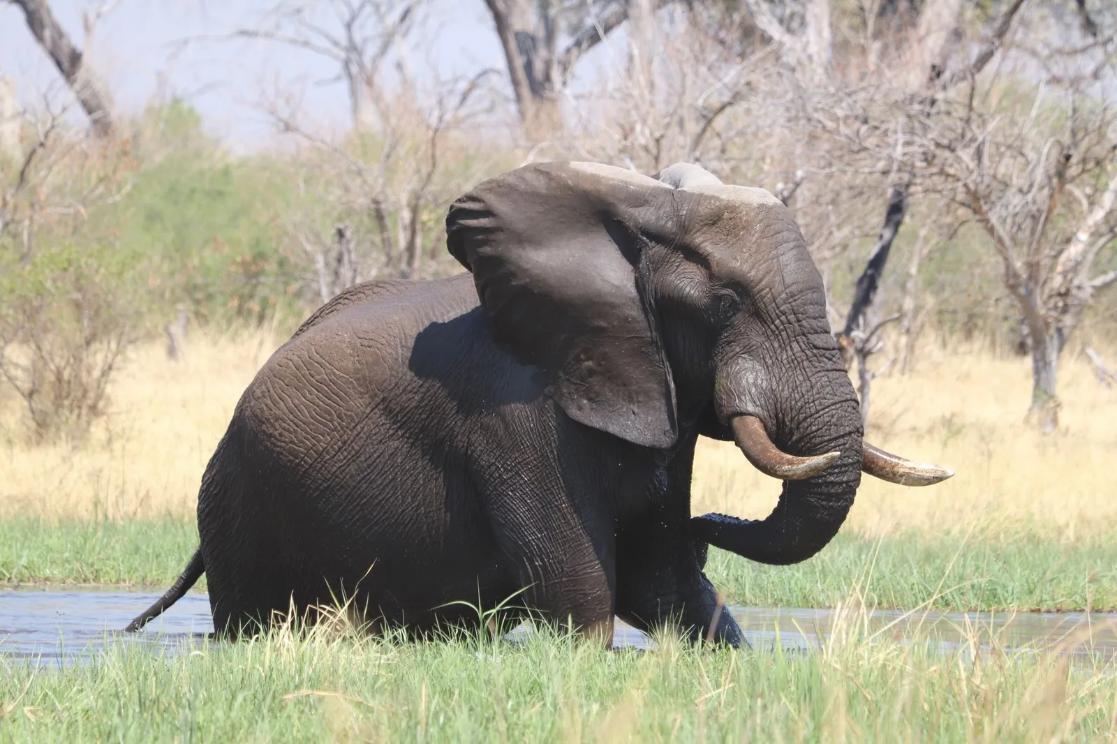 Chobe National Park & Riverfront — photograph 4