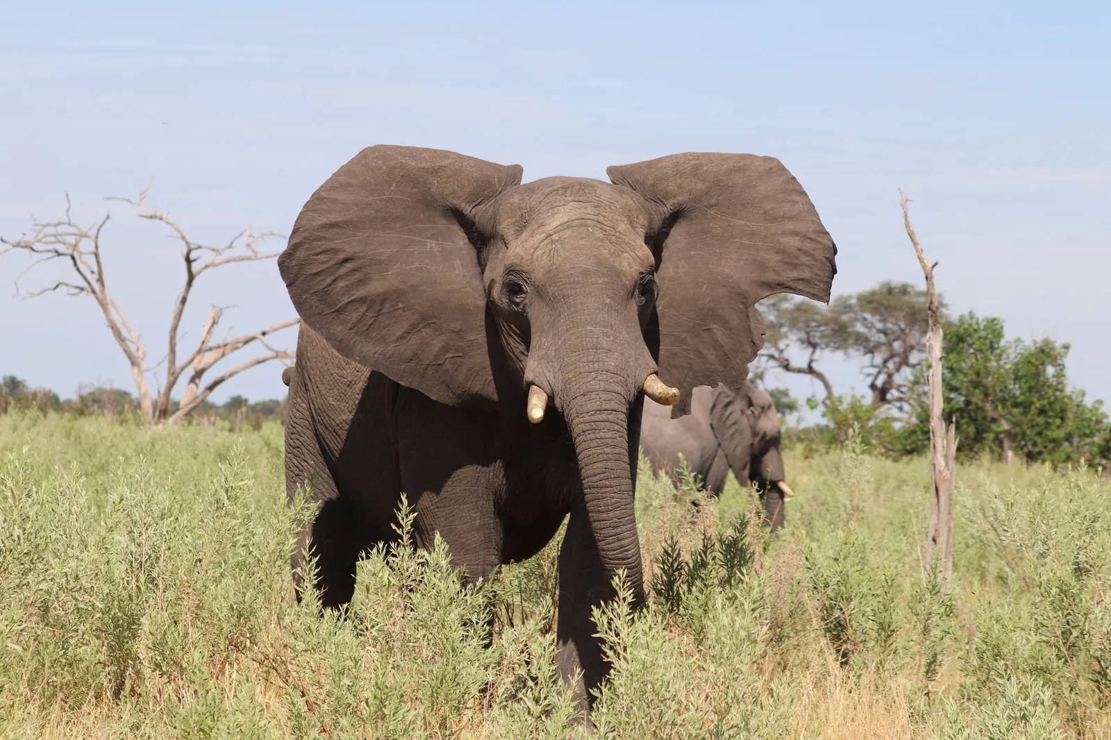 Chobe National Park & Riverfront — photograph 6