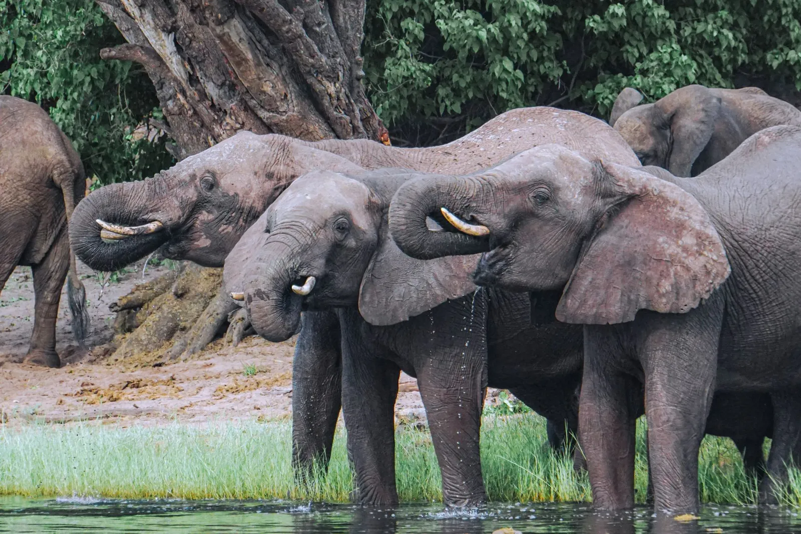 Chobe National Park & Riverfront — photograph 7