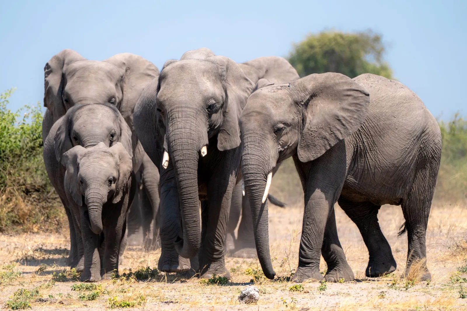 Chobe National Park & Riverfront — photograph 8