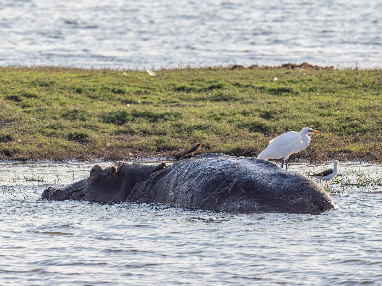 Chobe National Park & Riverfront — photograph 9