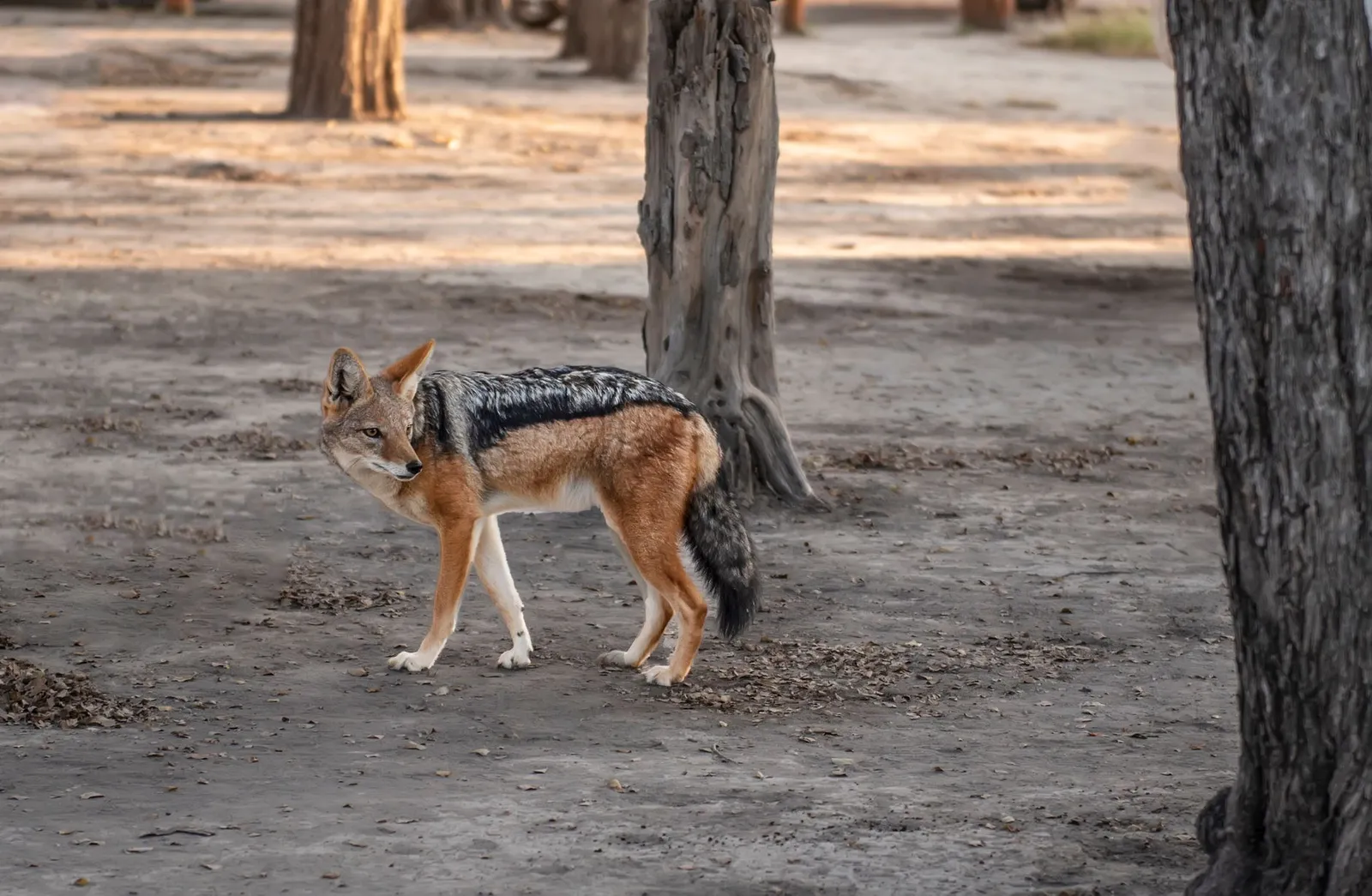 Chobe National Park & Riverfront — photograph 10
