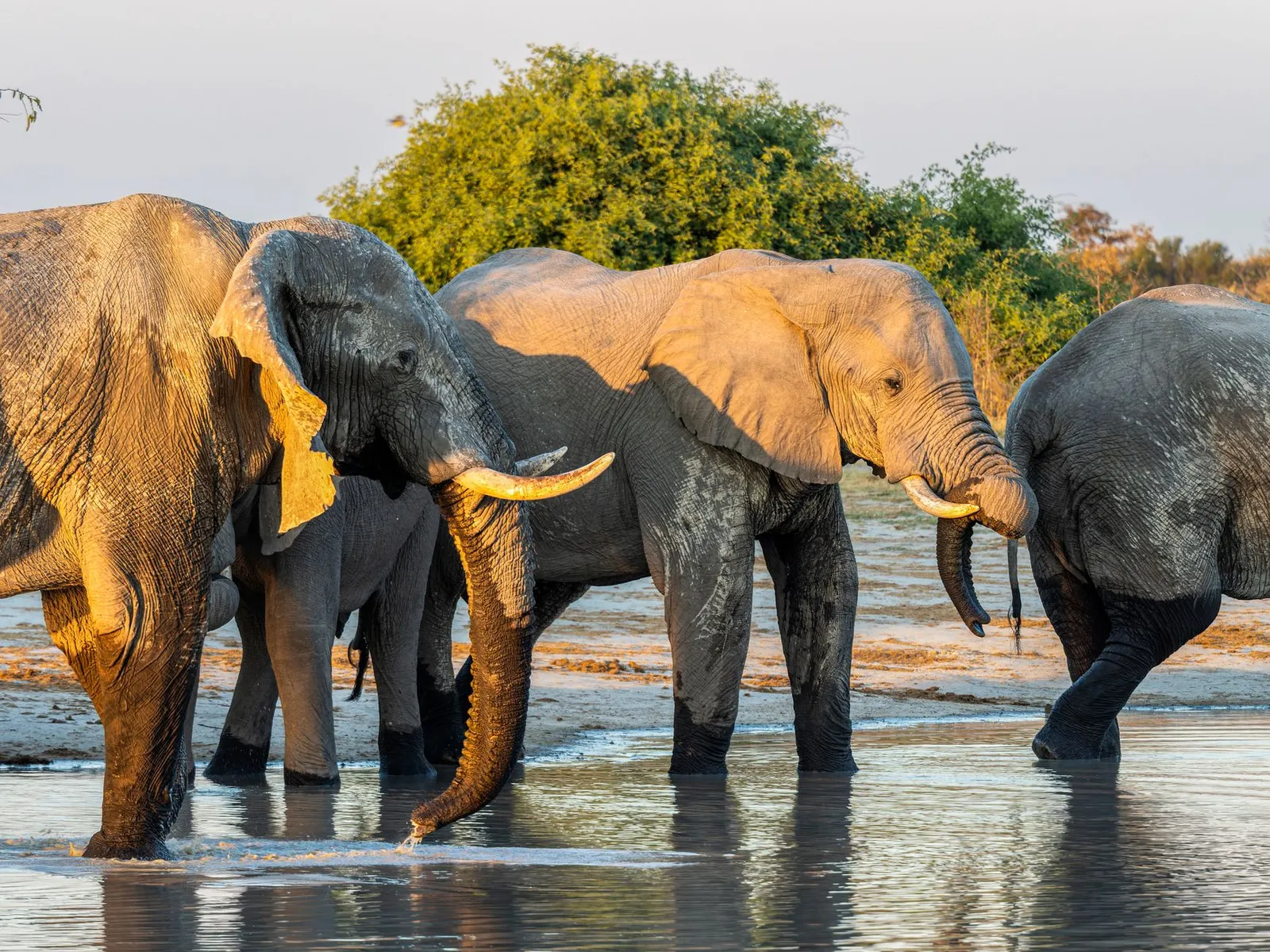 Chobe National Park & Riverfront — photograph 12