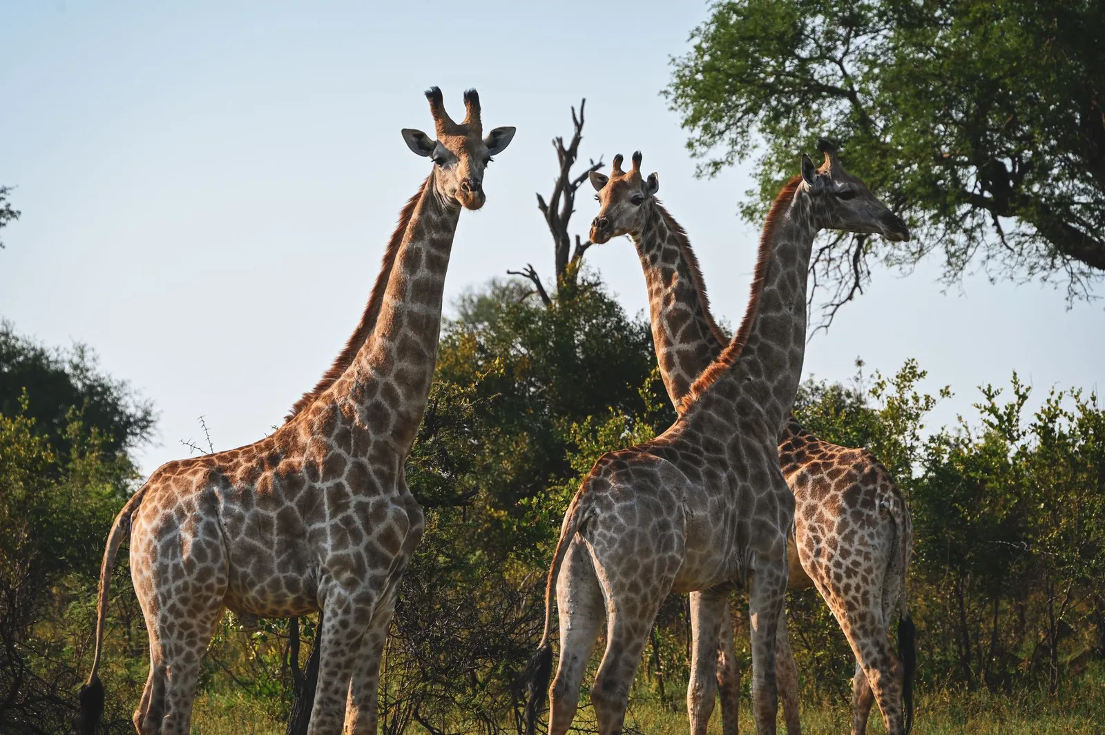 Moremi Game Reserve — photograph 3