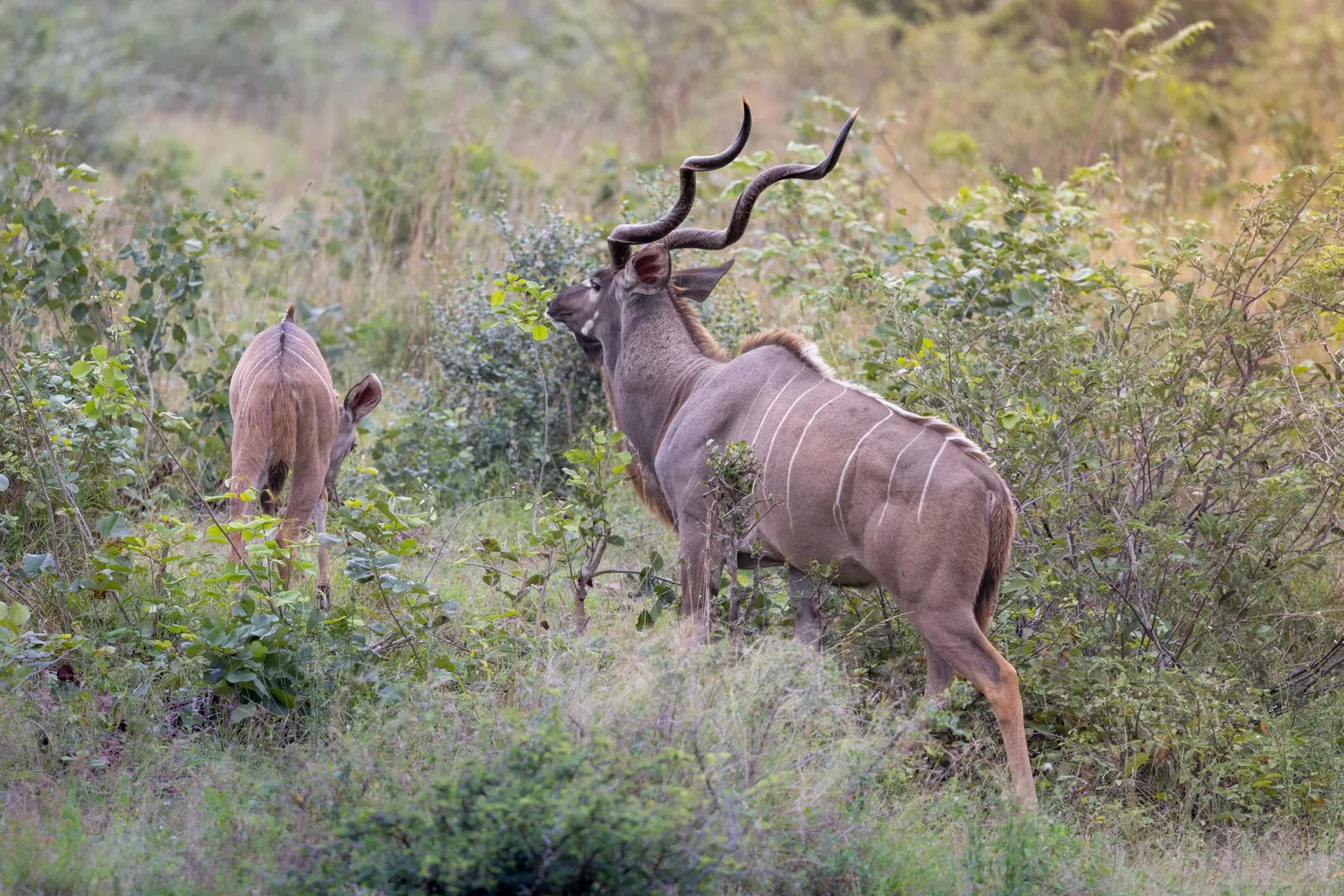 Moremi Game Reserve — photograph 4