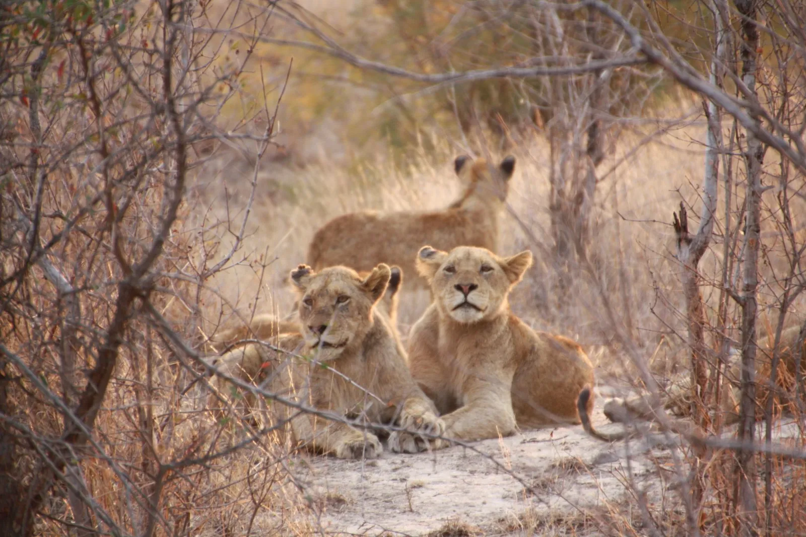 Moremi Game Reserve — photograph 6