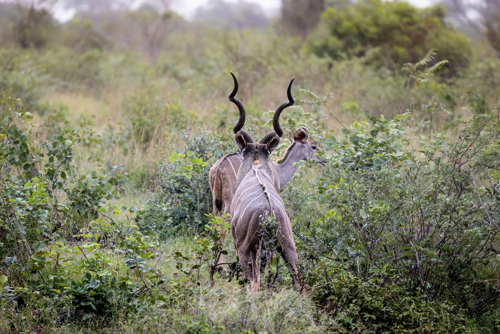 Moremi Game Reserve — photograph 7