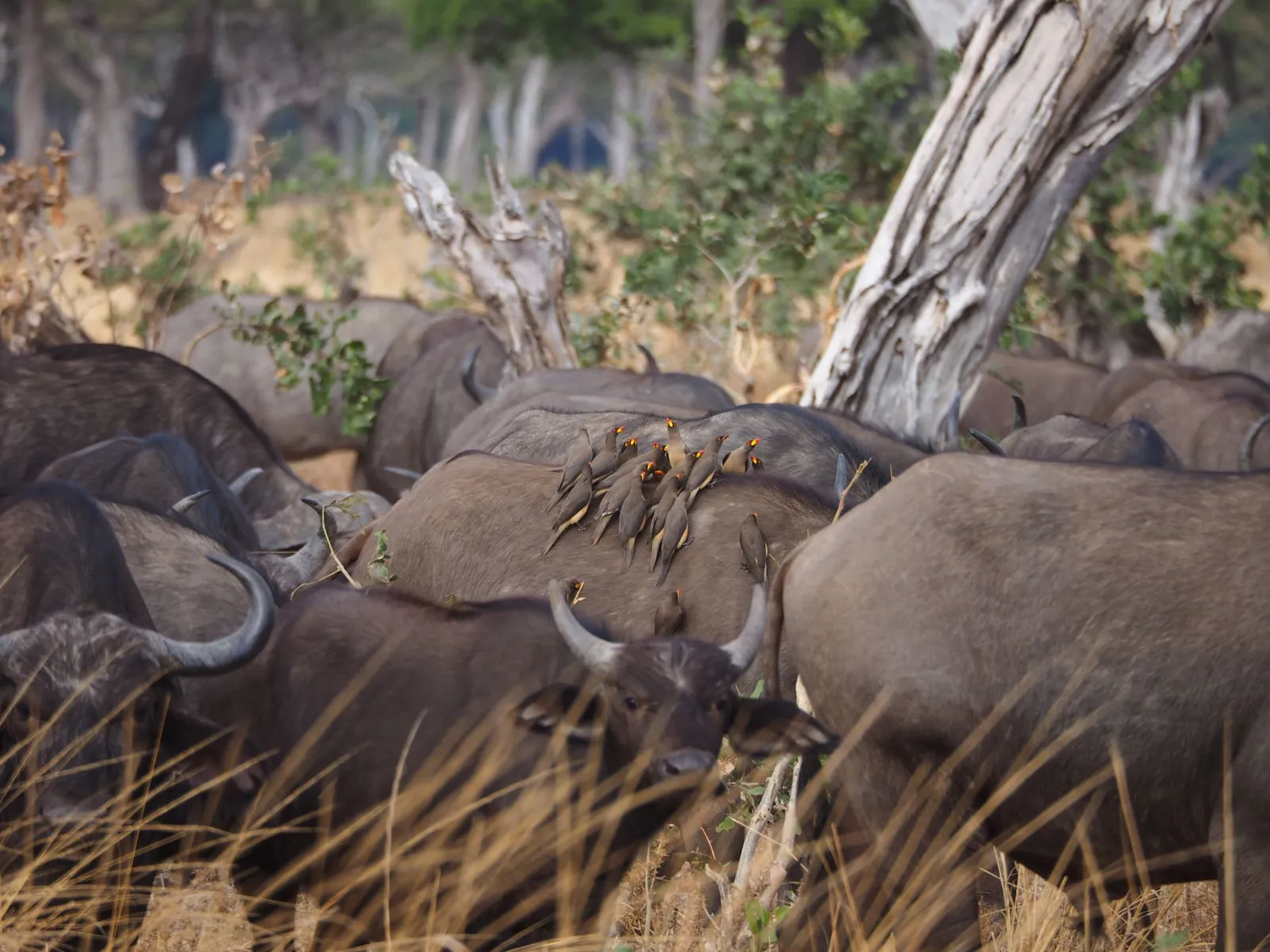 Moremi Game Reserve — photograph 8