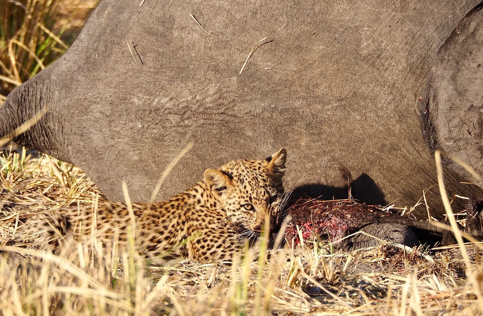 Moremi Game Reserve — photograph 9