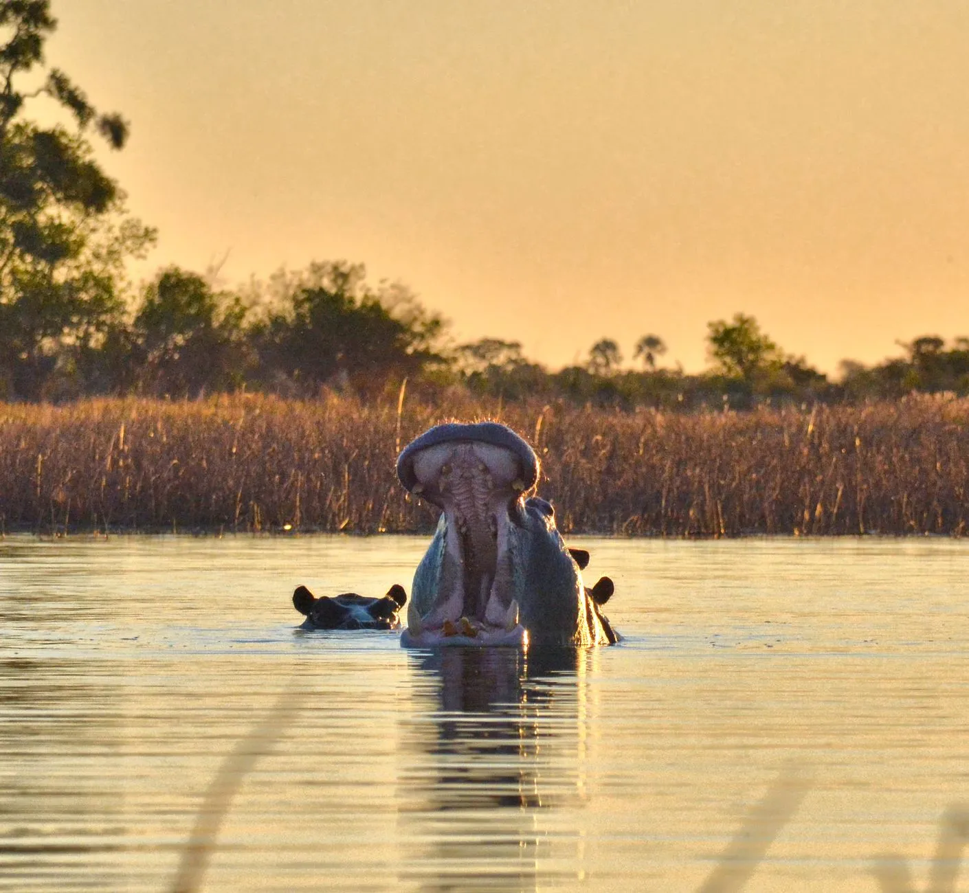 Okavango Delta — photograph 2
