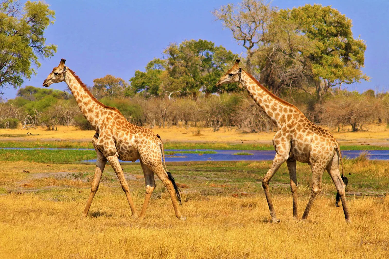 Okavango Delta — photograph 3