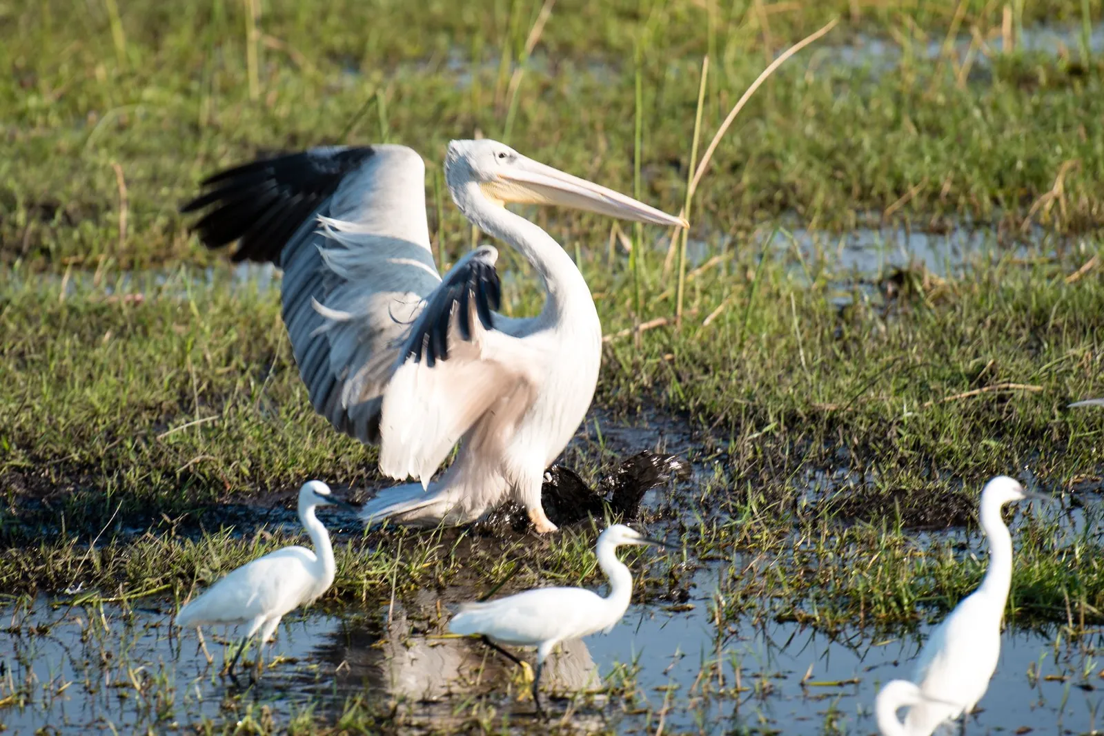 Okavango Delta — photograph 4