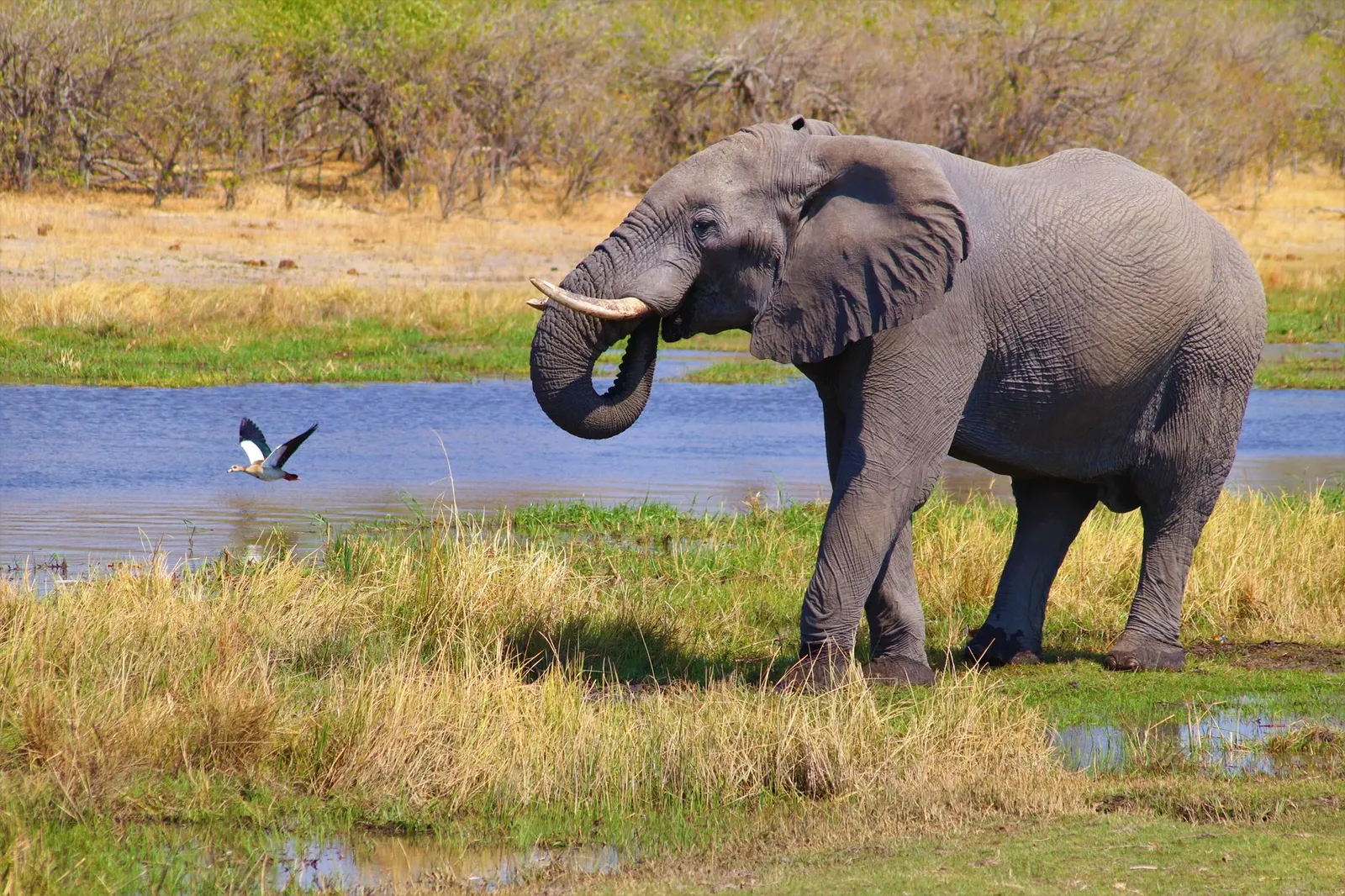 Okavango Delta — photograph 5