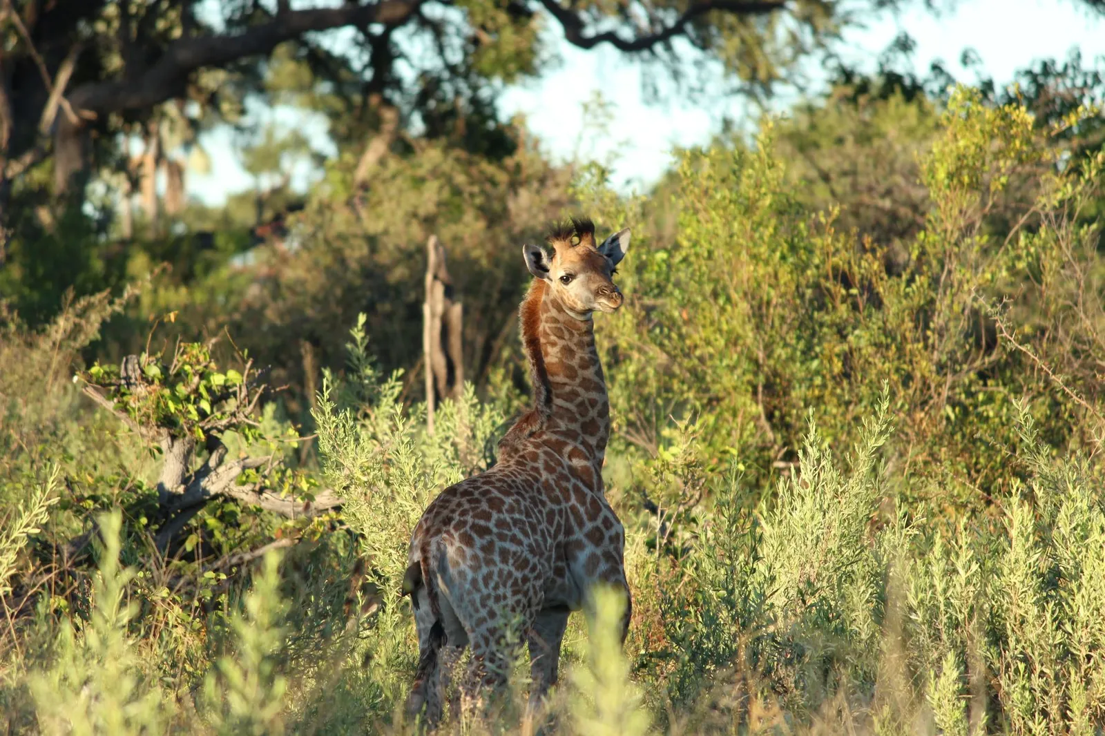 Okavango Delta — photograph 6