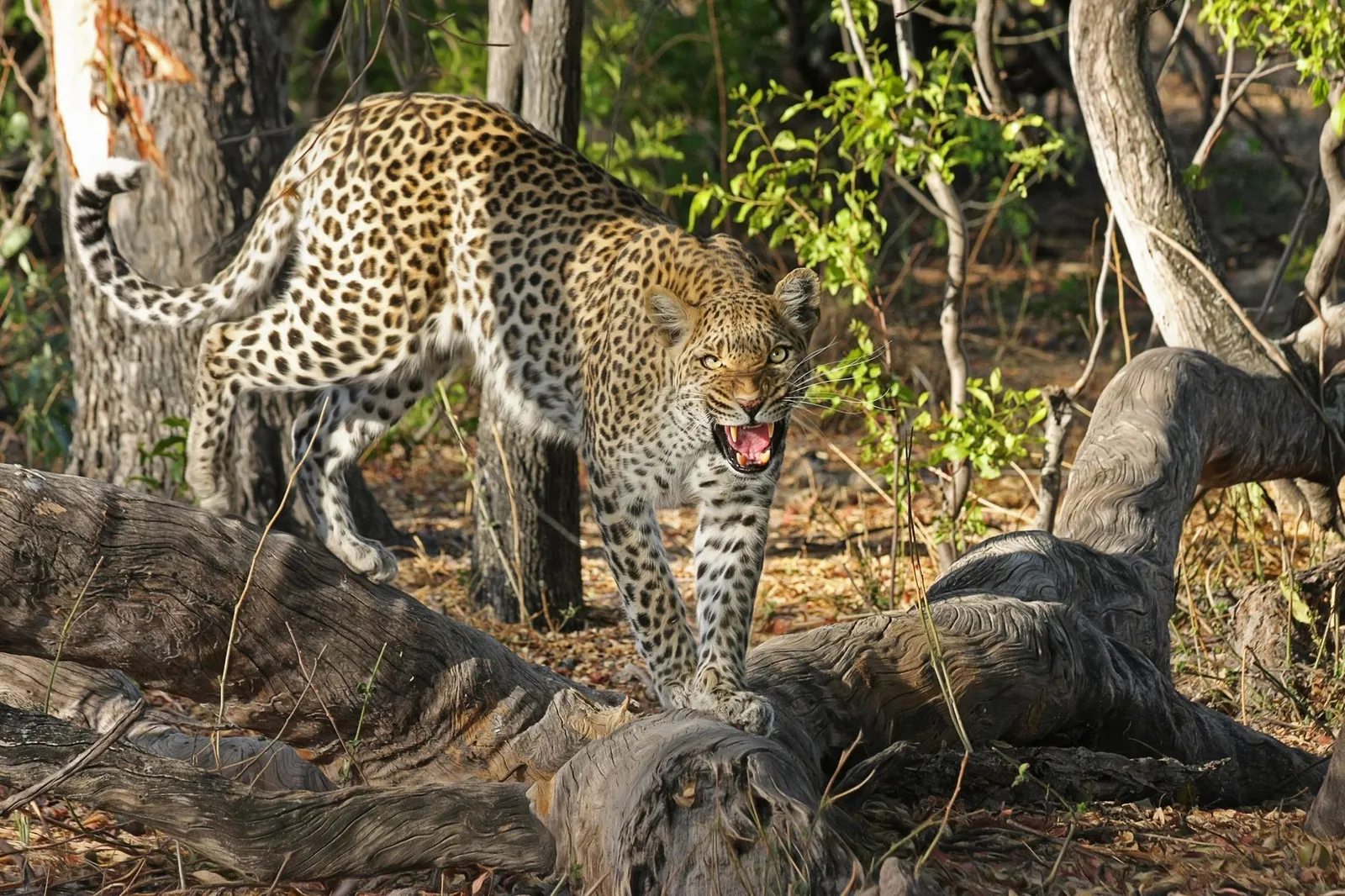 Okavango Delta — photograph 7