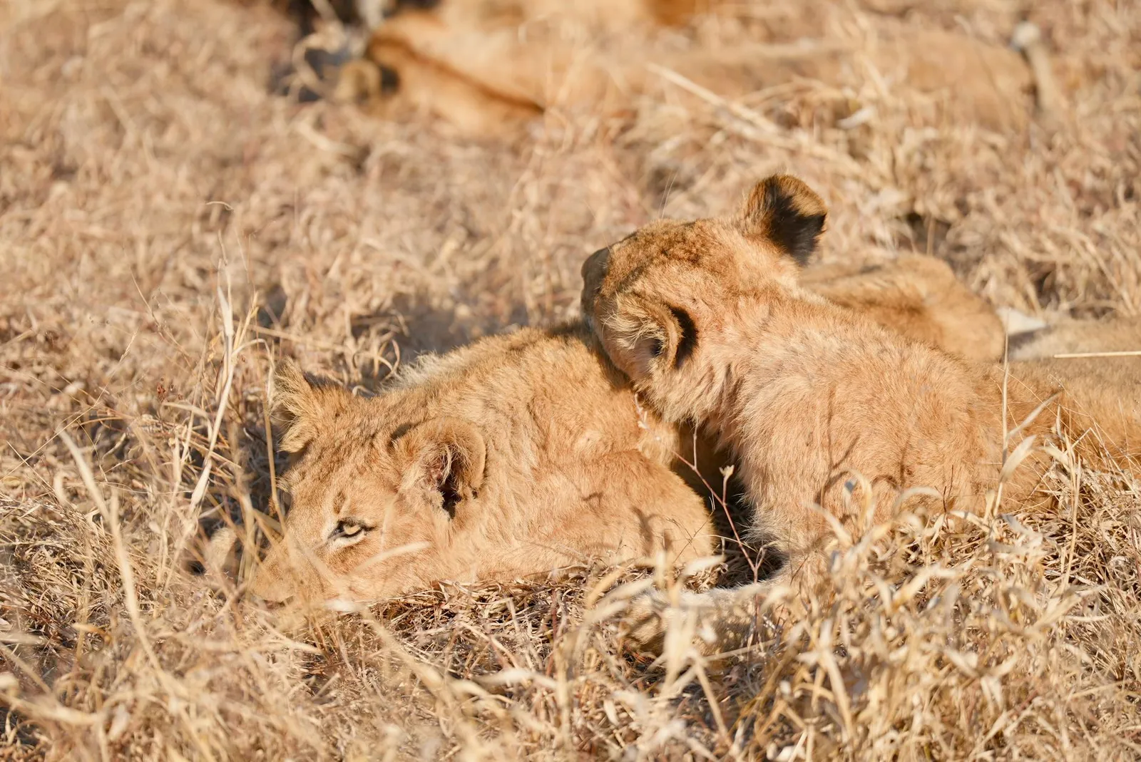 Okavango Delta — photograph 8