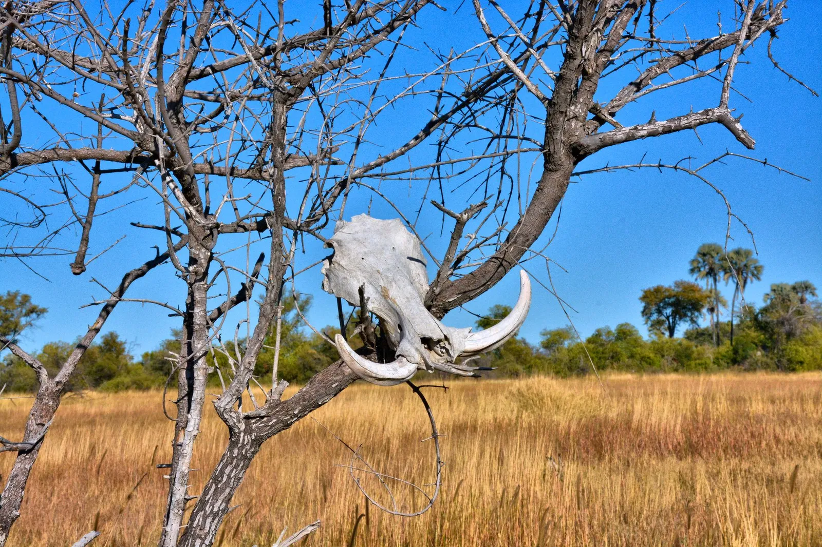 Okavango Delta — photograph 9