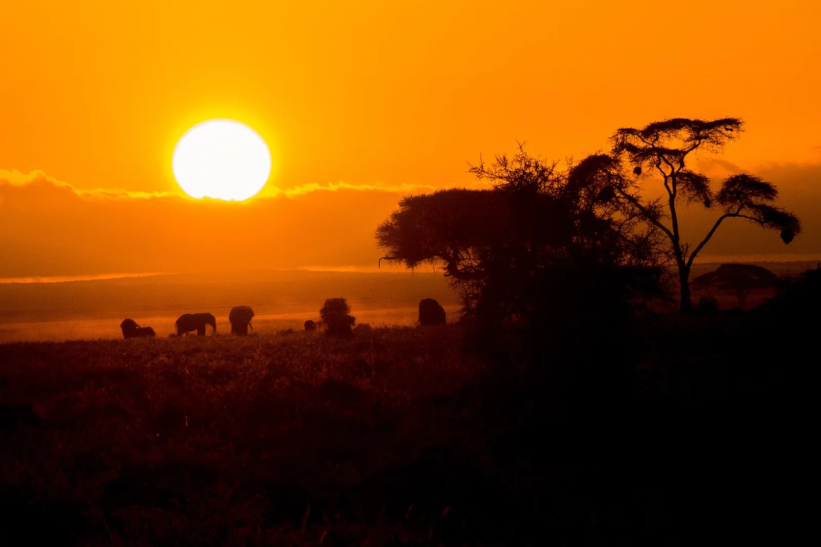 Elephants silhouetted by a golden Amboseli sunrise