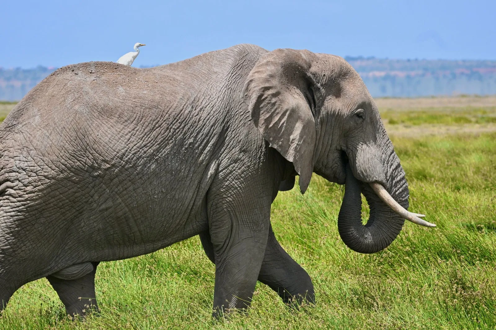 Amboseli National Park — photograph 11