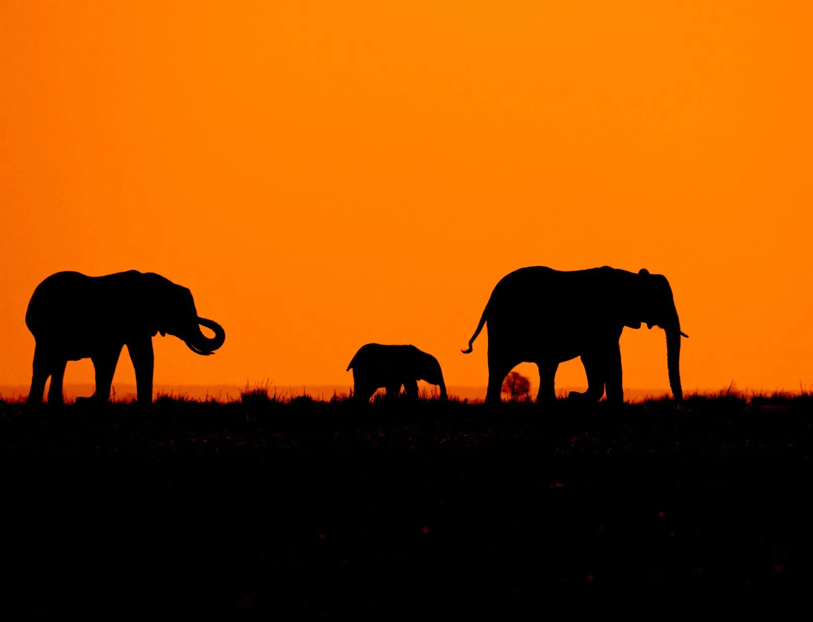 Amboseli National Park — photograph 12