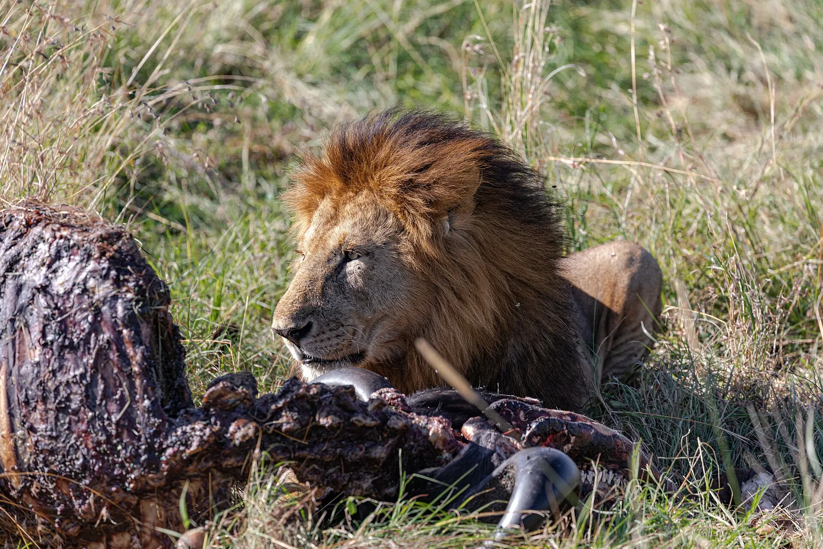 Maasai Mara National Reserve — photograph 2