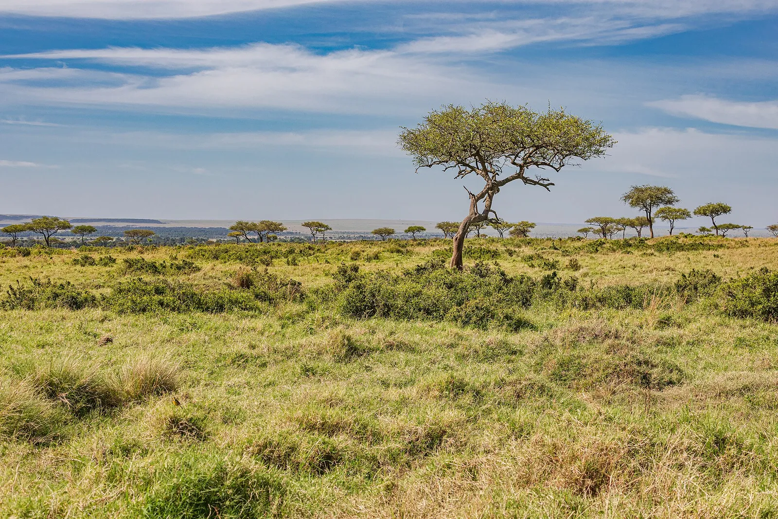 Maasai Mara National Reserve — photograph 4