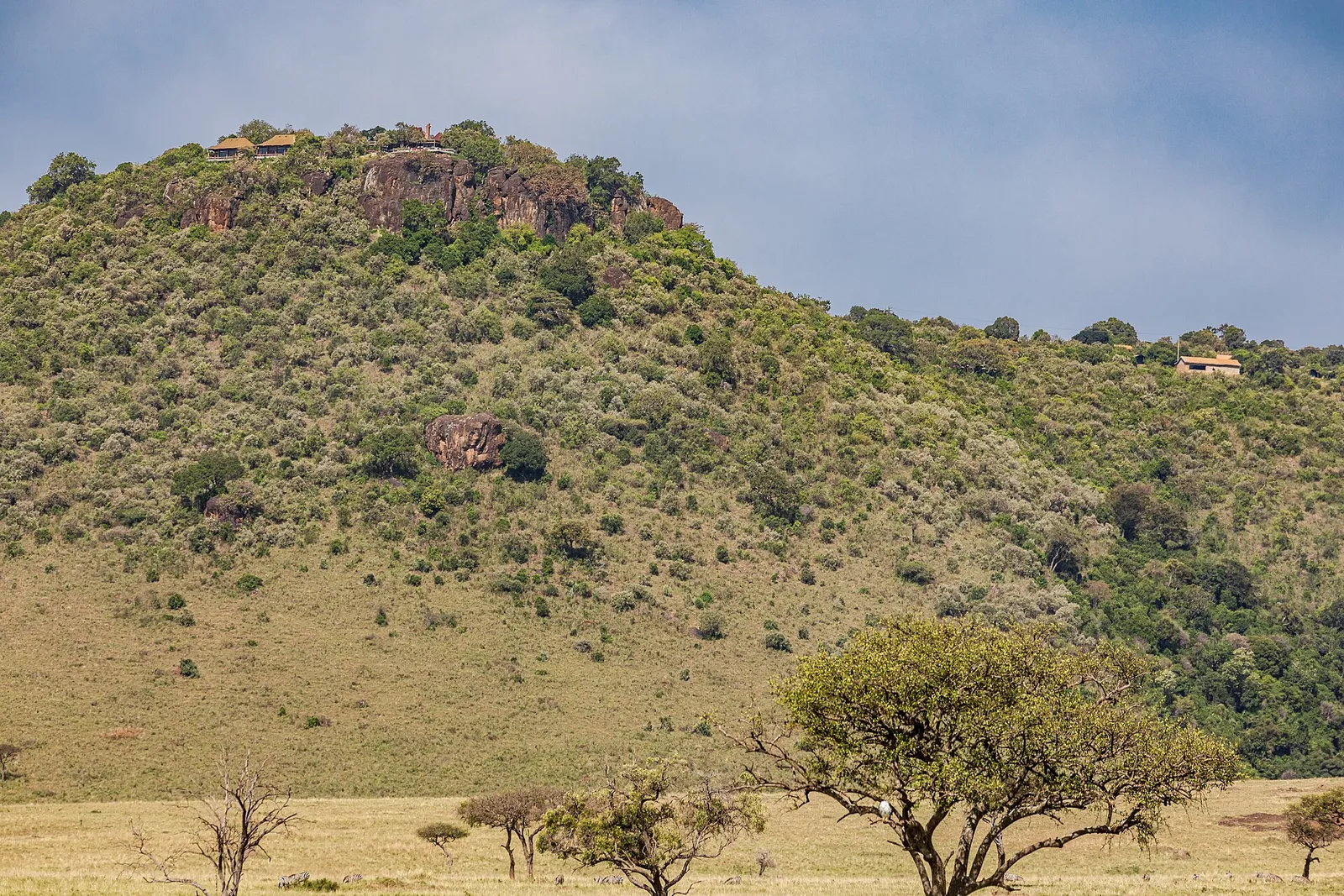 Zebra and wildebeest herds grazing across the Maasai Mara plains