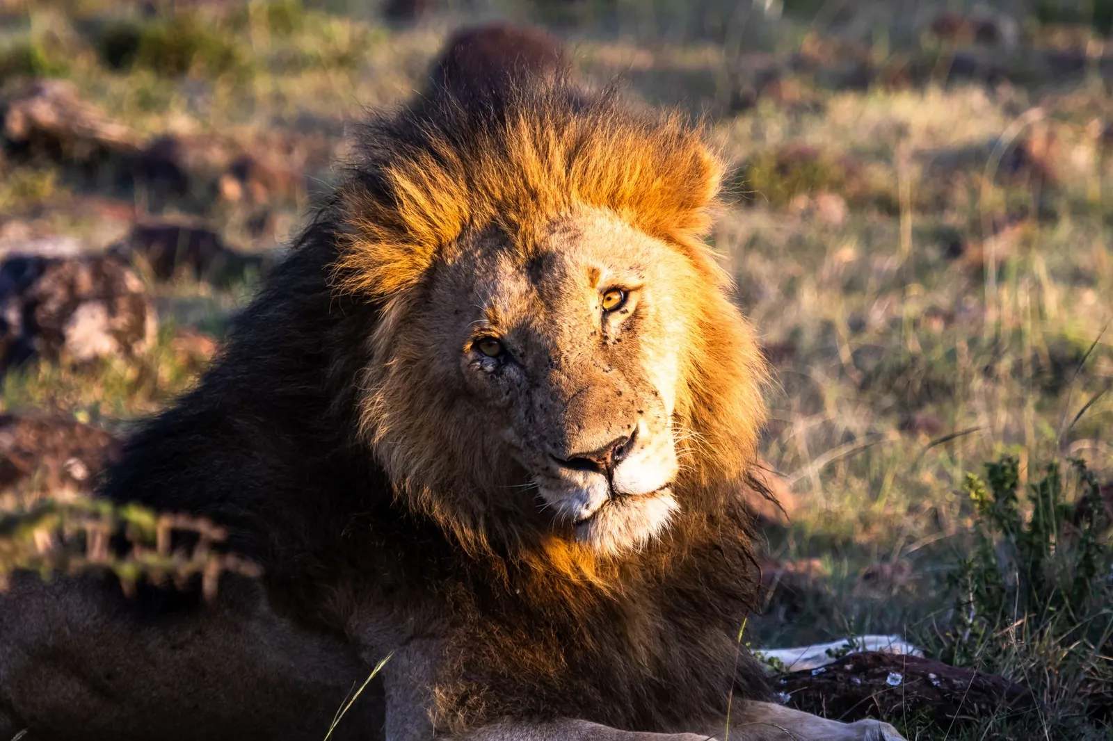 Maasai Mara National Reserve — photograph 12