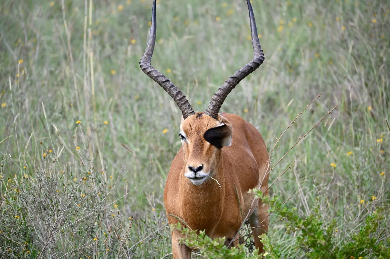 Nairobi National Park