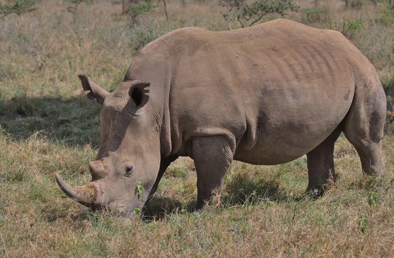 Nairobi National Park — photograph 2