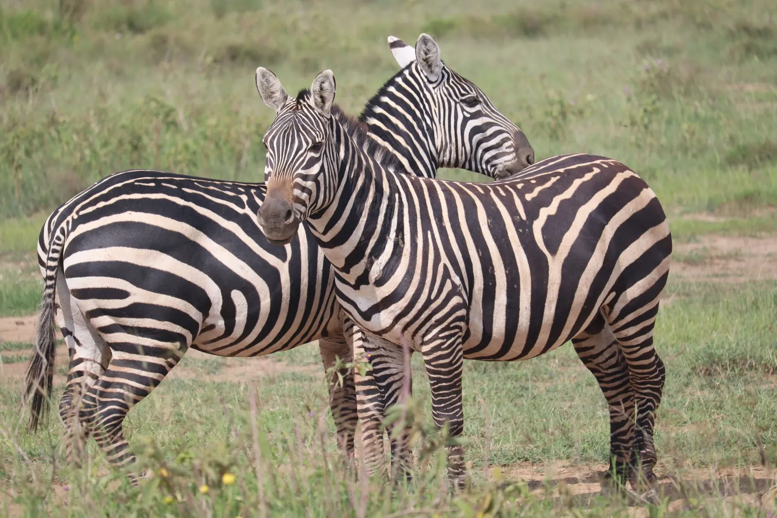 Nairobi National Park — photograph 3