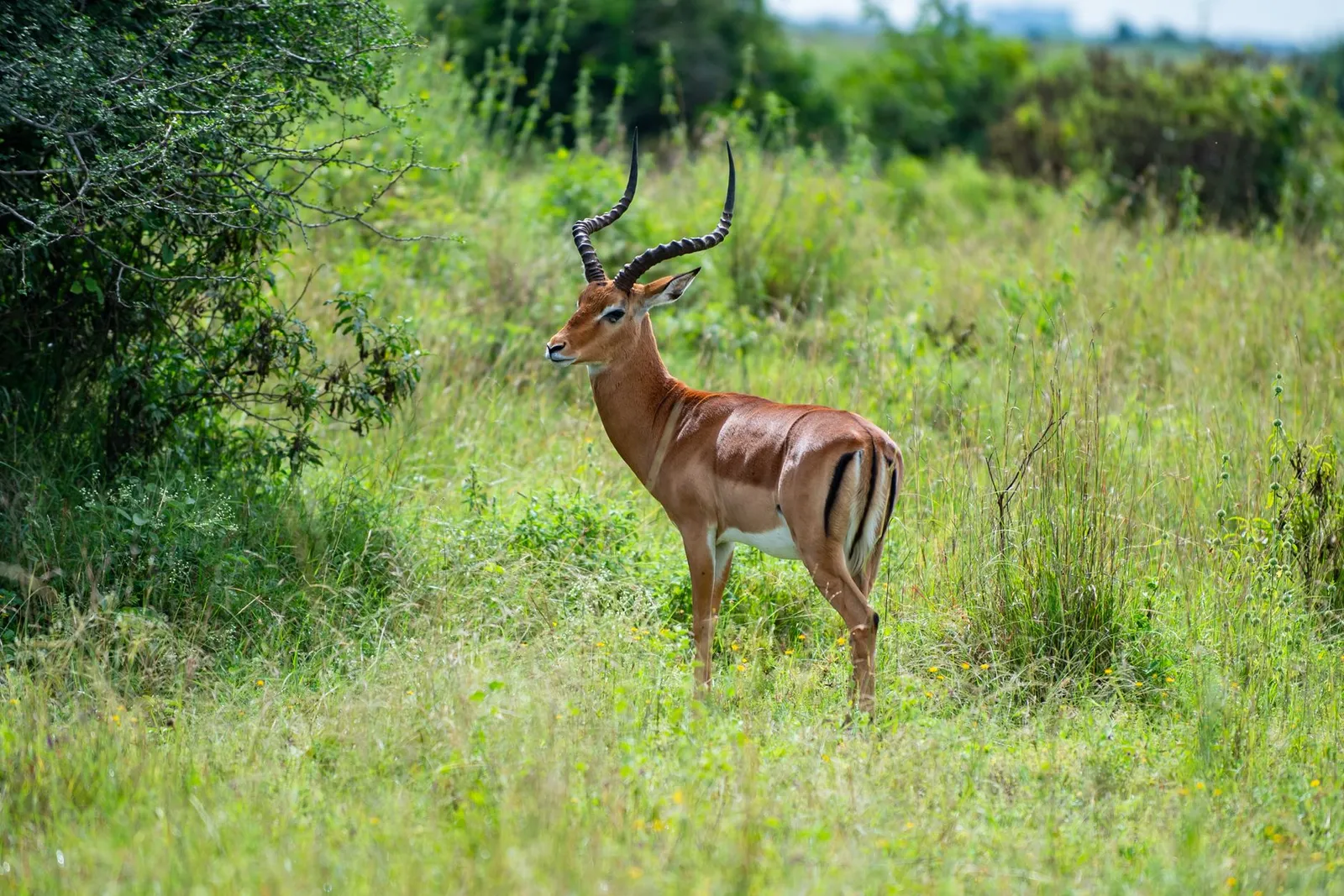 Nairobi National Park — photograph 4