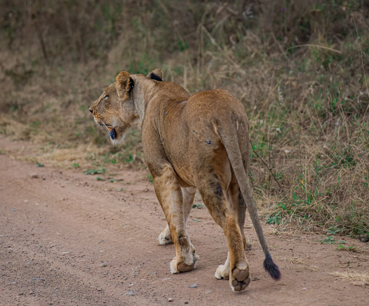 Nairobi National Park — photograph 5