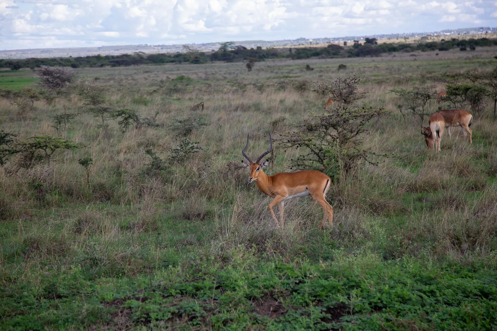 Nairobi National Park — photograph 6