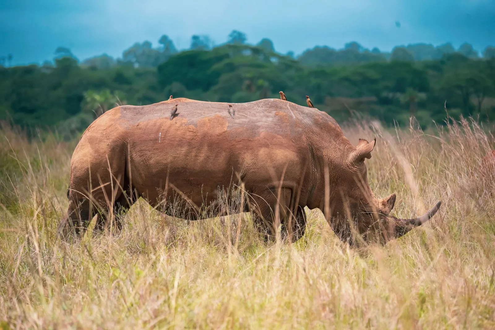 Nairobi National Park — photograph 7