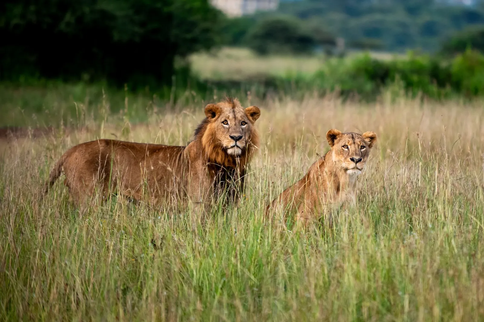 Nairobi National Park — photograph 8