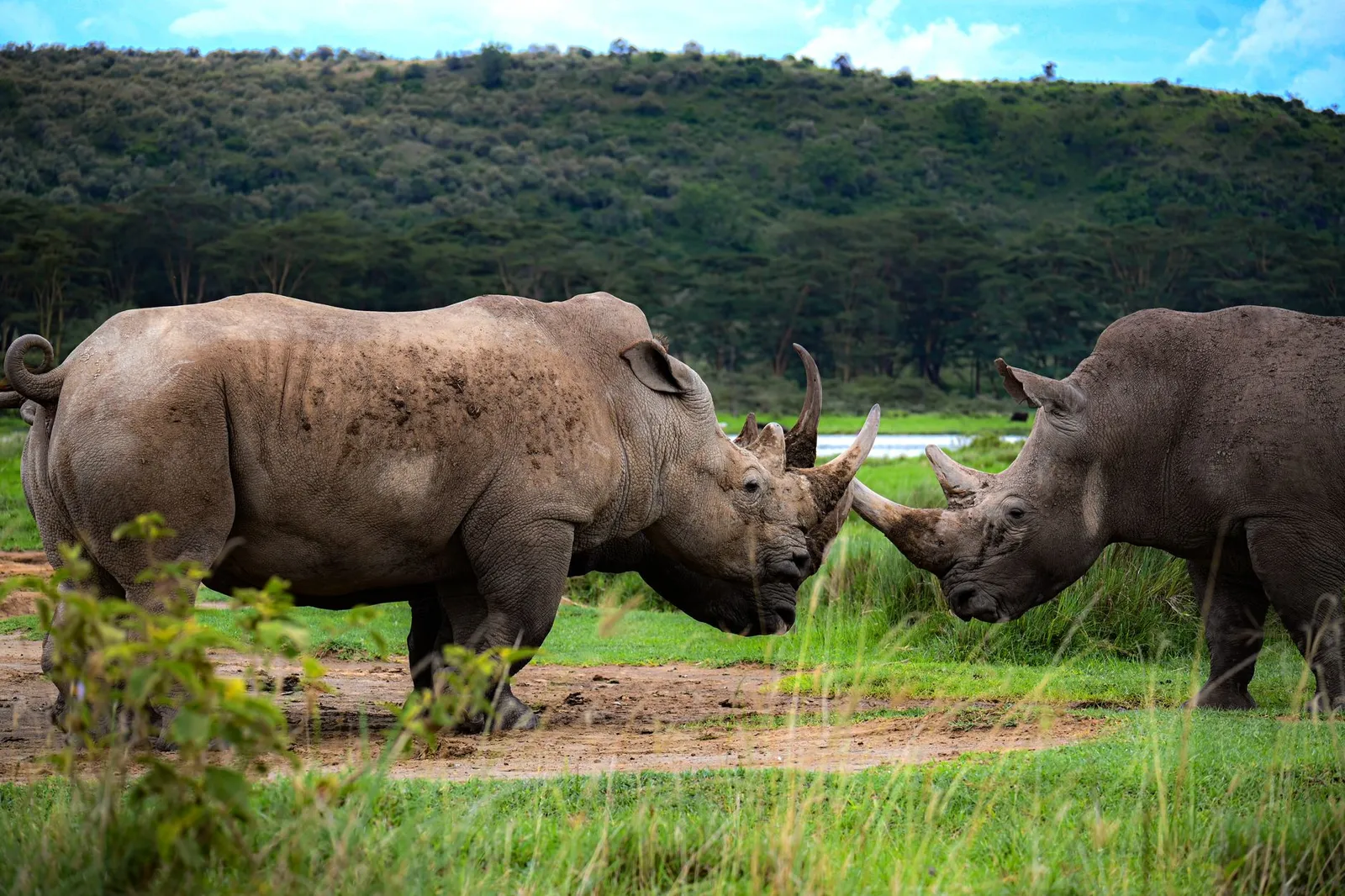 Nairobi National Park — photograph 9