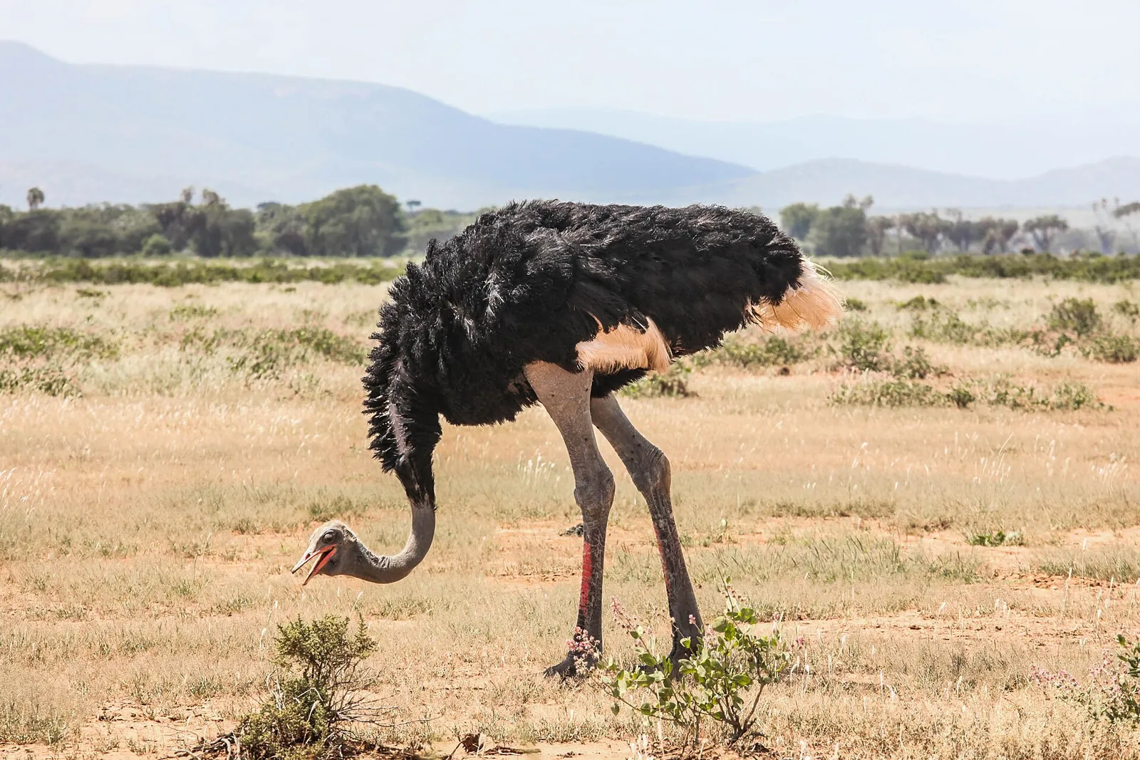 Samburu National Reserve — photograph 4