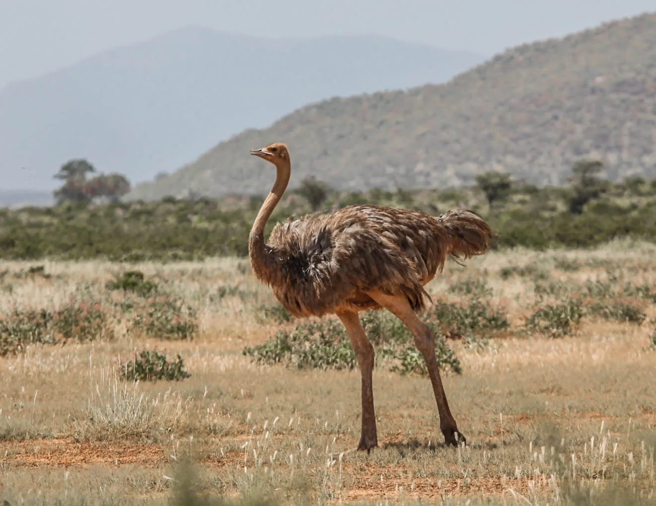 Samburu National Reserve — photograph 5